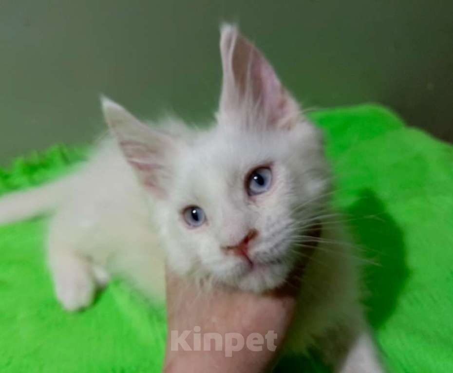 Кошки в Москве: Мейн-кун котёнок мальчик почти 2 мес. Мальчик, 50 000 руб. - фото 1