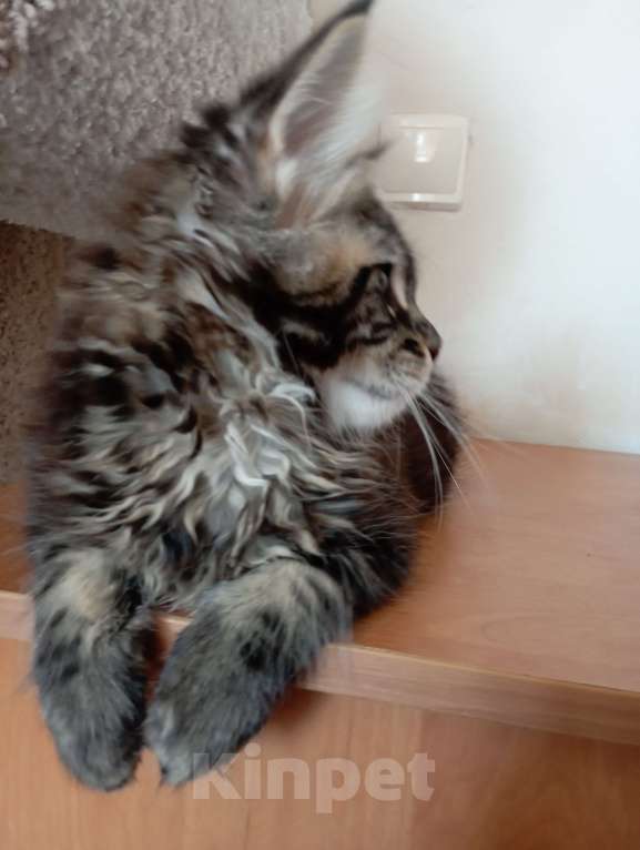 Кошки в Севастополе: Котёнок мейн-кун Мальчик, 65 000 руб. - фото 2