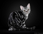 Кошки в Ликино-Дулево: Американская короткошерстная Мальчик, 80 000 руб. - фото 3