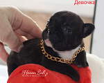 Собаки в Москве: Щенки французского бульдога от чемпионов Разнополые, 30 000 руб. - фото 2