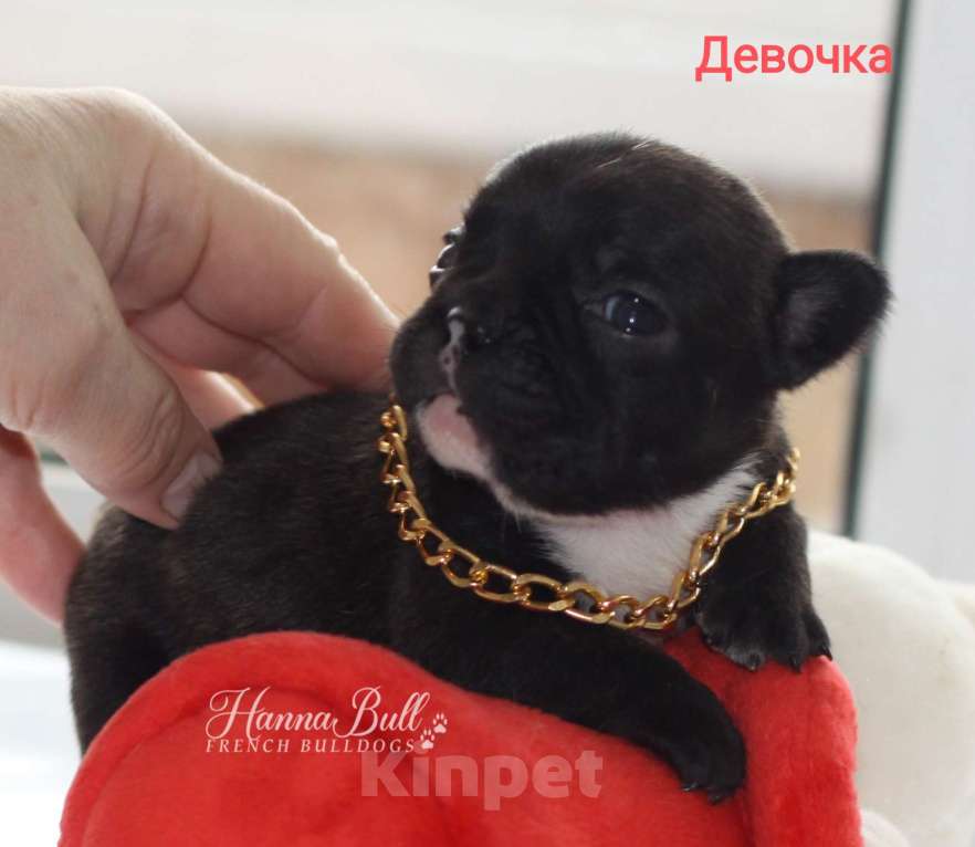 Собаки в Москве: Щенки французского бульдога от чемпионов Разнополые, 30 000 руб. - фото 2