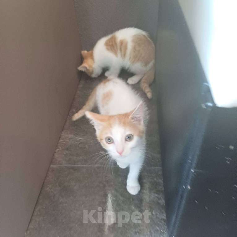 Кошки в Тюмени: Солнечные малыши ищут дом Мальчик, Бесплатно - фото 8