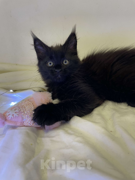 Кошки в Ижевске: Мейн-кун котенок девочка Девочка, 40 000 руб. - фото 1