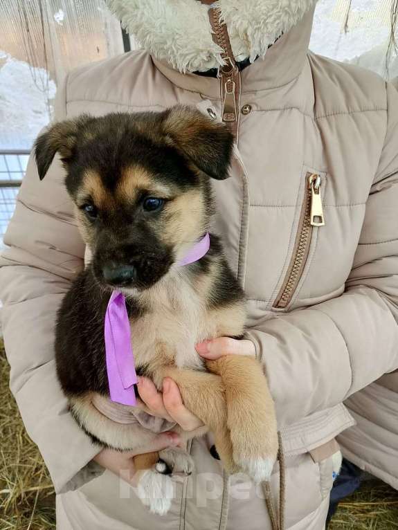 Собаки в других городах Московской области: Щенки ищут дом. Мальчик, 500 руб. - фото 3