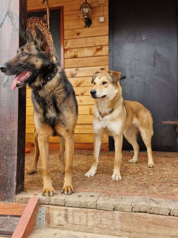 Собаки в Москве: Невероятный Барди Мальчик, Бесплатно - фото 4