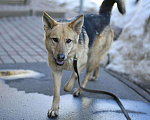 Собаки в Москве: Ода в добрые руки Девочка, Бесплатно - фото 2