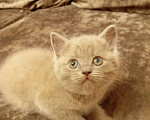Кошки в Улане-Удэ: Котенок манчкин Девочка, Бесплатно - фото 2