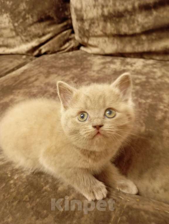 Кошки в Улане-Удэ: Котенок манчкин Девочка, Бесплатно - фото 2