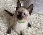 Кошки в Люберцах: Тайский милый котенок мальчик  Мальчик, 10 000 руб. - фото 2