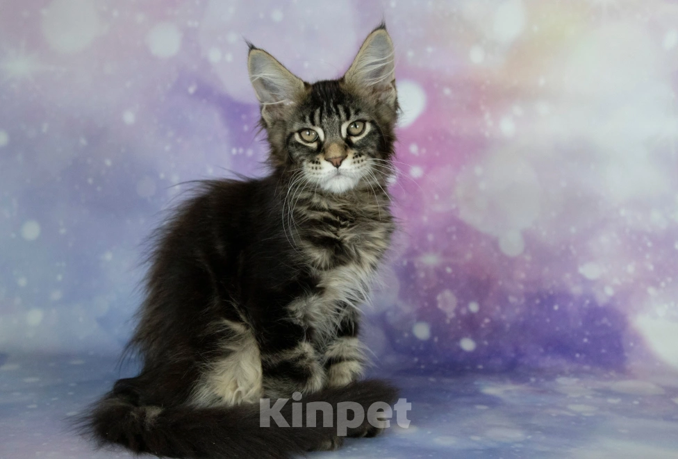 Кошки в Воронеже: Котята мейн-кун из питомника Мальчик, 50 000 руб. - фото 2