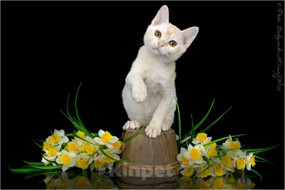 Кошки в Ростове-на-Дону: Котенок европейской Бурмы Мальчик, 65 000 руб. - фото 1