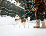 Собаки в Москве: Шпиц Фрэд в добрые руки Мальчик, 1 руб. - фото 8