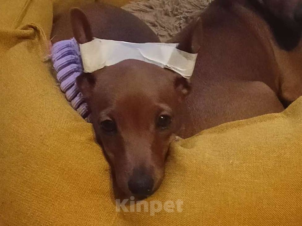 Собаки в Москве: Щенкок цвергпинчера Девочка, 50 000 руб. - фото 4