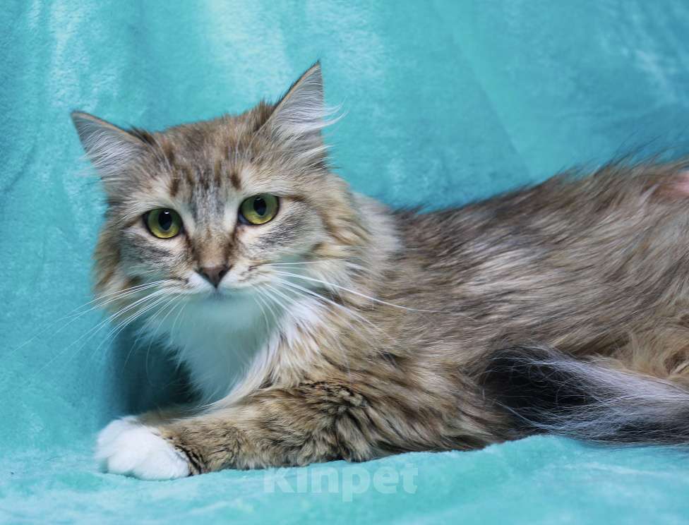 Кошки в Москве: Пусть мама увидит пусть мама придет  Девочка, Бесплатно - фото 7