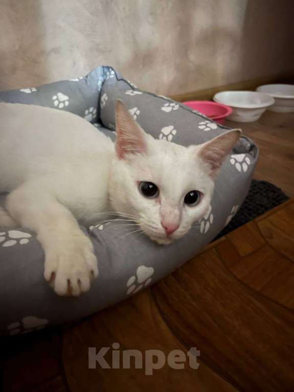 Кошки в Омске: Брошенная кошка на дачах.  Девочка, 10 руб. - фото 1