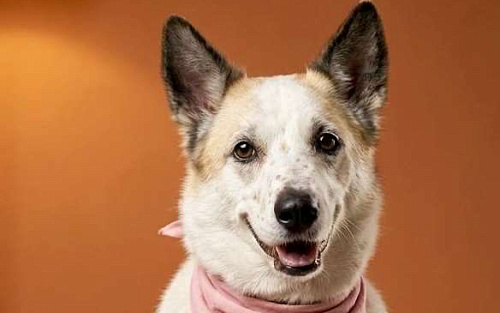 Веселая Берта ищет дом