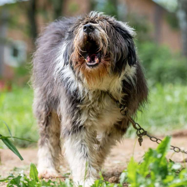 Собаки в Москве: Сафрон Мальчик, Бесплатно - фото 2