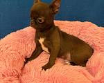 Собаки в Москве: Чихуахуа-  Мальчики Мальчик, 28 000 руб. - фото 2