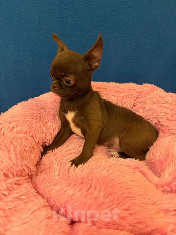 Собаки в Москве: Чихуахуа-  Мальчики Мальчик, 28 000 руб. - фото 2