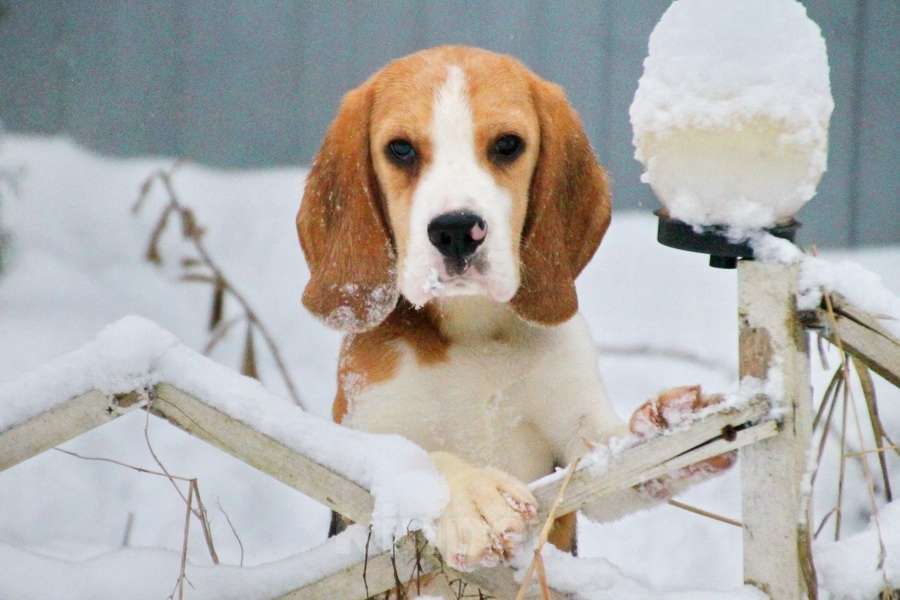 Собаки в Москве: Девочка бигля ркф Девочка, 80 000 руб. - фото 7