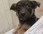 Собаки в Калининграде: Отдам щенка Девочка, Бесплатно - фото 1