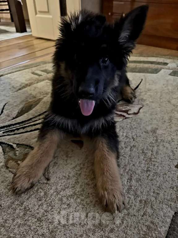 Собаки в Орле: Щенки с документами Девочка, 30 000 руб. - фото 3