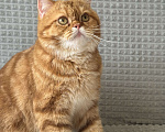 Кошки в Люберцах: Шотландские Мальчик, Бесплатно - фото 1