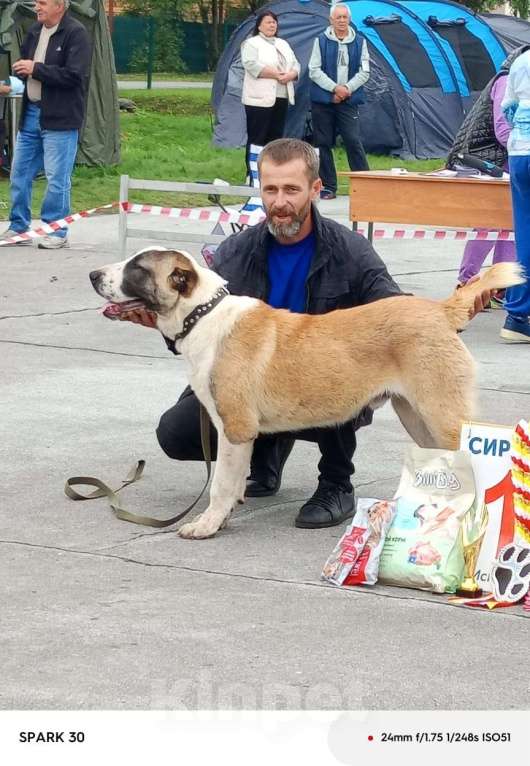 Собаки в Новосибирске: Щенки САО  Мальчик, 1 руб. - фото 2