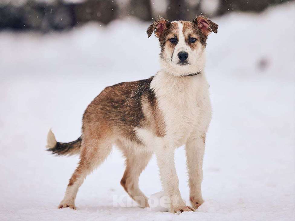 Собаки в Лосином-Петровском: Валдай якутенок прирожденный охранник Мальчик, Бесплатно - фото 1