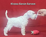Собаки в Омске: Цвергшнауцер щенок белый Разнополые, Бесплатно - фото 3