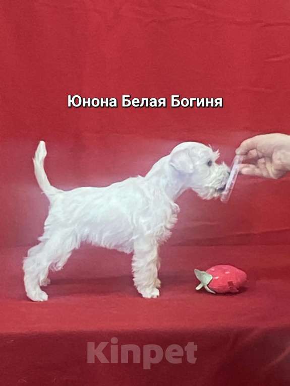 Собаки в Омске: Цвергшнауцер щенок белый Разнополые, Бесплатно - фото 3