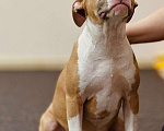 Собаки в Москве: Яркая детка амстаффа  Девочка, 80 000 руб. - фото 2