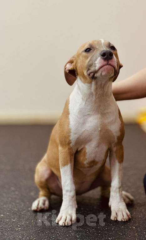 Собаки в Москве: Яркая детка амстаффа  Девочка, 80 000 руб. - фото 2