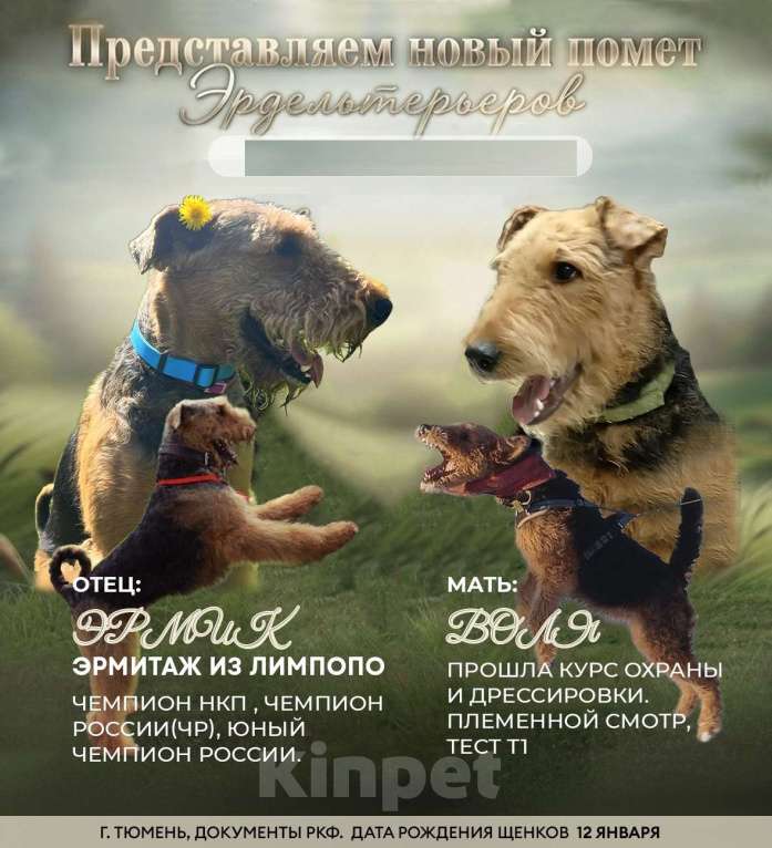 Собаки в Тюмени: Щенки Эрдельтерьера Мальчик, 50 000 руб. - фото 1