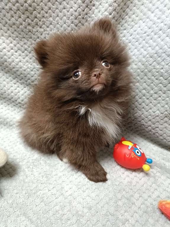 Собаки в Санкт-Петербурге: Шпиц  Мальчик, Бесплатно - фото 5