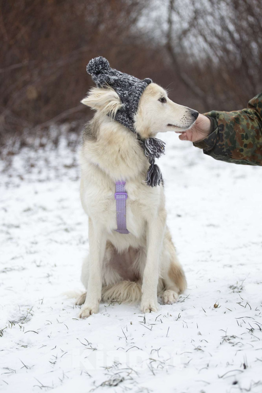 Собаки в Москве: Совсем небольшая ласковая Милка в поисках дома Девочка, Бесплатно - фото 4