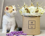 Кошки в Люберцах: Британский котенок Девочка, 25 000 руб. - фото 6