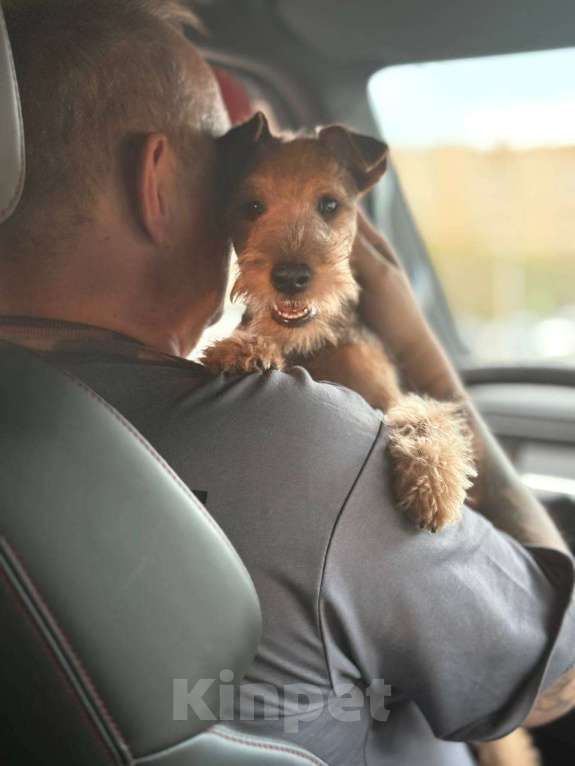 Собаки в Казани: Уматная девочка  Девочка, 45 000 руб. - фото 3