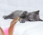 Кошки в Москве: Русский голубой котенок Стёпа в дар Мальчик, Бесплатно - фото 4