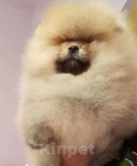 Собаки в Нижнем Новгороде: Щенки из профессионального питомника Девочка, Бесплатно - фото 4