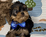 Собаки в Москве: Йоркширский терьер мальчик Мальчик, 60 000 руб. - фото 1