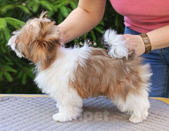 Собаки в Москве: Русалка, мальчик, очень перспективный Мальчик, 100 000 руб. - фото 2