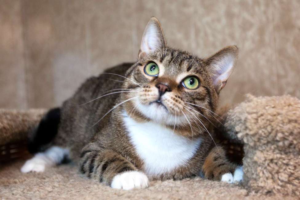 Кошки в Москве: Бруни едет на выставку-пристройство WOOF в Москву  Мальчик, Бесплатно - фото 3