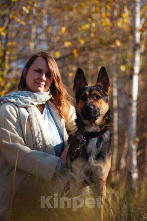 Собаки в Москве: Немецкая овчарка Зевс в добрые руки Мальчик, 1 руб. - фото 5