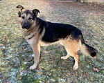 Собаки в Одинцово: Шонни ищет дом Мальчик, Бесплатно - фото 3