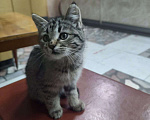 Кошки в Новочеркасске: Маленький комочек счастья ищет дом❤️ Девочка, Бесплатно - фото 2