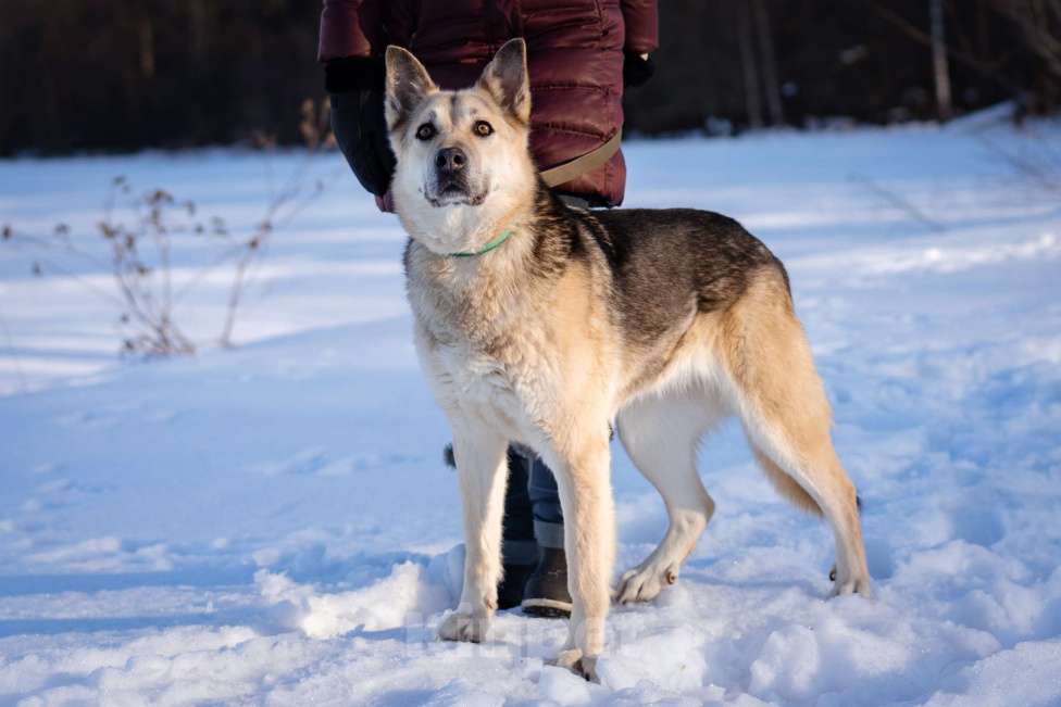 Собаки в Москве: Овчарка в добрые руки Девочка, Бесплатно - фото 4