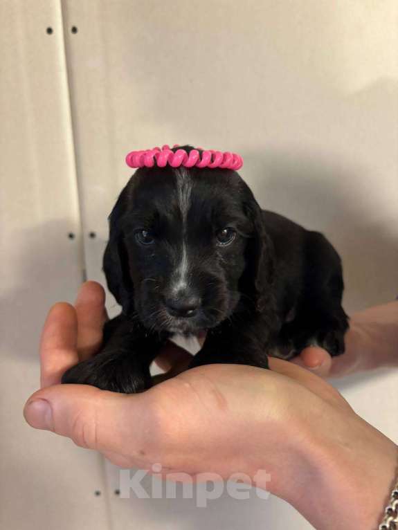 Собаки в Ярцево: щенки русского спаниеля Мальчик, 7 000 руб. - фото 2