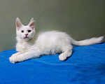 Кошки в Москве: Мейн-кун котёнок белый мальчик почти 3 мес. Мальчик, 50 000 руб. - фото 1