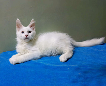 Мейн-кун котёнок белый мальчик почти 3 мес.